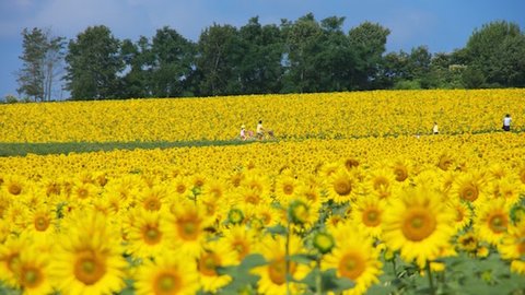地平線まで広がる黄色い絨毯。絶景すぎる北海道の150万本のひまわり畑