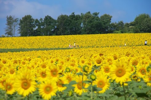 北竜町のひまわり