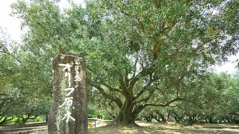 100年生きる、日本最古の原木。葉まで味わい尽くす小豆島のオリーブ