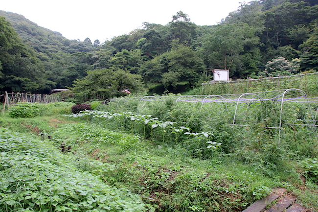 SYOKU-YABO農園 横須賀発・収穫できる八百屋、畑にはアート。その原点は「食の野望」