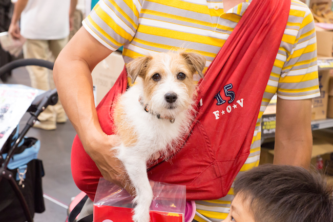 DOG!フェスタ 東海 静岡 犬 宿泊 イベント ホテル 東海はペット天国だった。愛 犬 と 旅行 するのに「 静岡 県」が人気なわけ