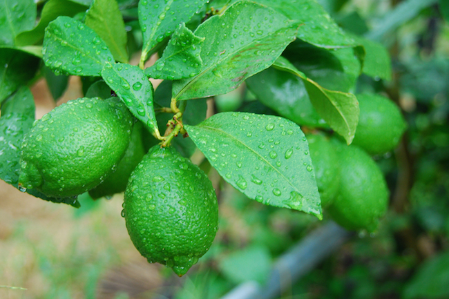 レモン 黄色は大間違い 魅力が再認識される 岩城島 青いレモン