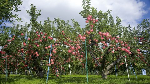 そのパワーに医者もタジタジ…日本一の青森りんごが女性に良い理由