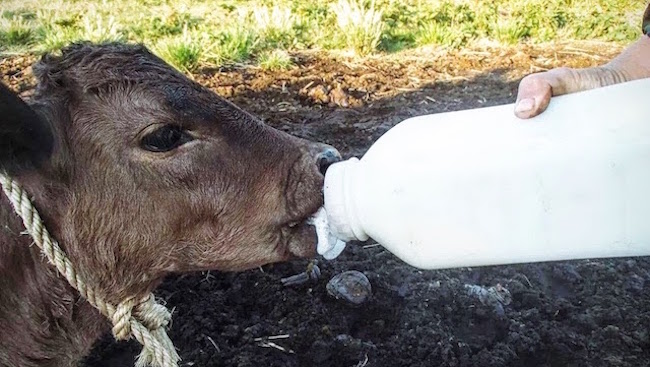 牛 の人工授精もできる、鹿児島の超本格 飼育 体験 は感染しにくさがカギ