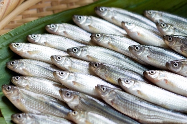 この珍 魚 、今すぐ食べたい。 琵琶湖 ではじまる極上食材ブランド化計画