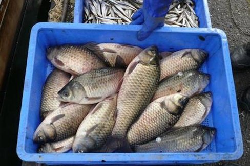 この珍 魚 今すぐ食べたい 琵琶湖 ではじまる極上食材ブランド化計画