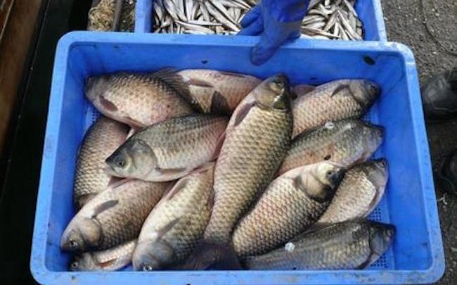 この珍 魚 今すぐ食べたい 琵琶湖 ではじまる極上食材ブランド化計画