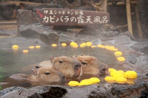 はぁ〜いい湯だな♪全国対抗、カピバラの長風呂対決がかなり癒される