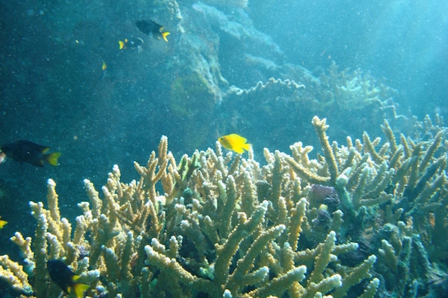 サンゴを守るのは君たちだ！環境教育から石垣島の子供に伝えたいこと
