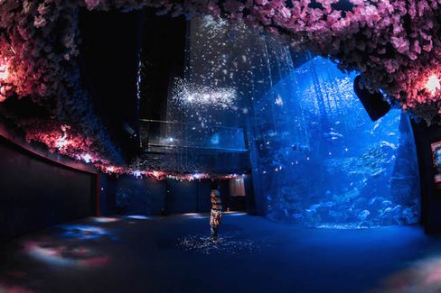 いつも脇役のアイツが春の主役に!?京都水族館にイワシと桜吹雪が舞う