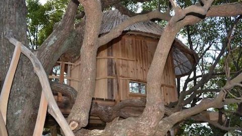 この家、樹木の上に建っています。鳥取にできた憧れのツリーハウス