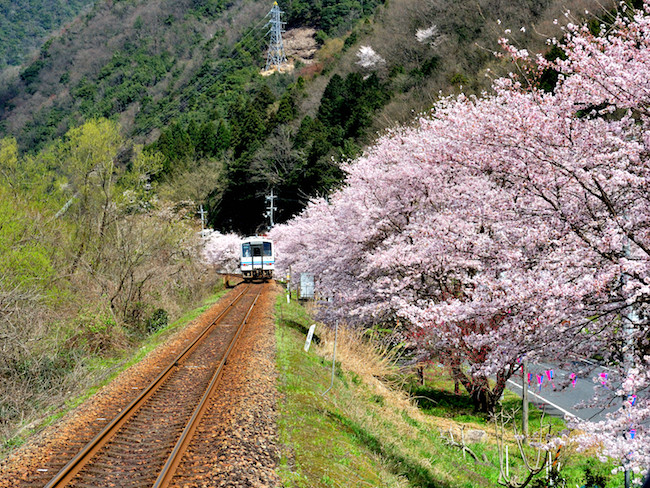 潮駅の桜