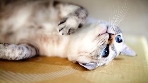 人気の猫が温泉宿でおもてなし。全国の「看板猫ランキング」発表