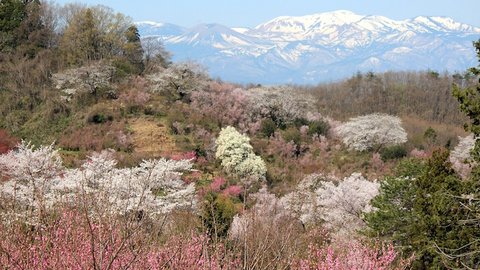 福島に桃源郷あり……ある家族が無償で開放している桜の名所の裏話