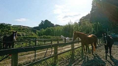 オトナの分かれ道。54歳から始めた千葉県の乗馬クラブが大成功