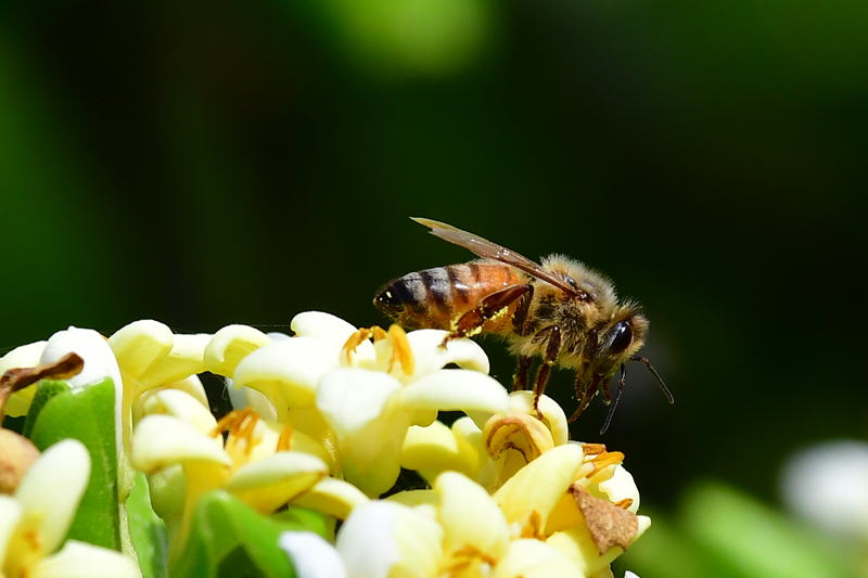 セイヨウミツバチはトベラの花で蜜を集めています。