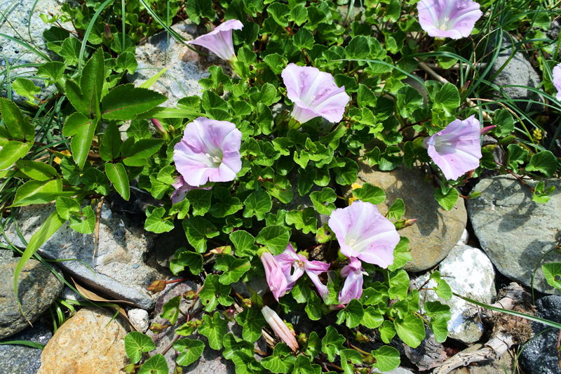 海岸の砂地に生育するハマヒルガオは初夏の海辺を代表する花です。
