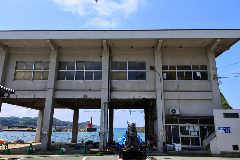 コシアカツバメは港にある漁協の建物に飛び込んでいきます。