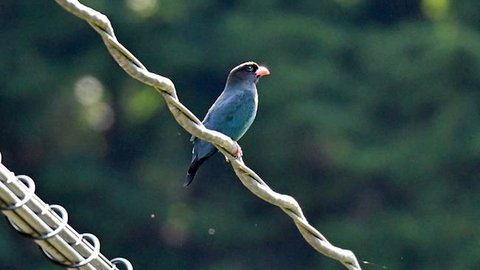 【里山レポ】広島県・芸北高原で見つけた夏の渡り鳥「ブッポウソウ」