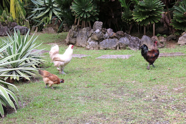 庭でうろうろする烏骨鶏たち