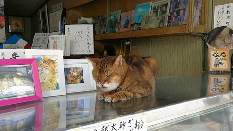 長崎は猫の街だった。幸運を連れてくる「尾曲がり猫」がたくさん
