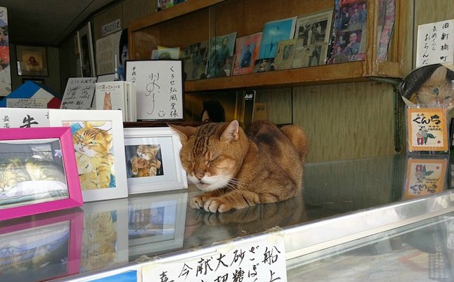 長崎は猫の街だった。幸運を連れてくる「尾曲がり猫」がたくさん