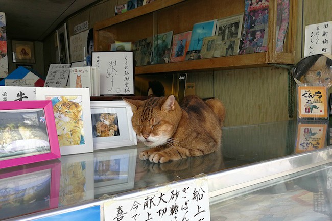 長崎は猫の街だった 幸運を連れてくる 尾曲がり猫 がたくさん Trip Editor