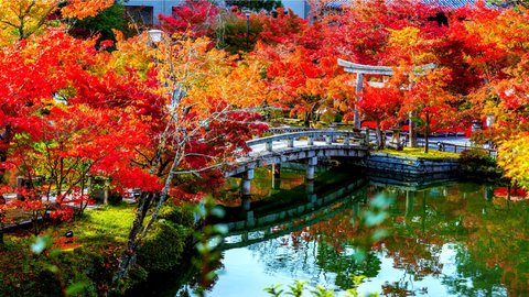 夜のライトアップに思わず涙。京都で大人の極上紅葉コースを散歩しよう