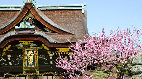 春の訪れを知らせる約1500本の梅の花。京都・北野天満宮「天神さんの梅開き」