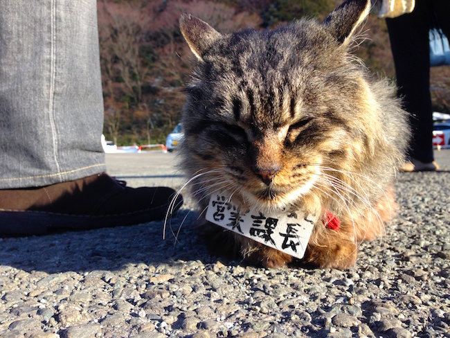 最良の選択 猫 スポット 関東 100 で最高の画像