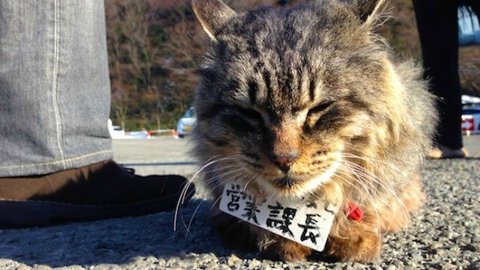 箱根で集会を開いている「営業猫」たちにめっちゃモフモフしたい