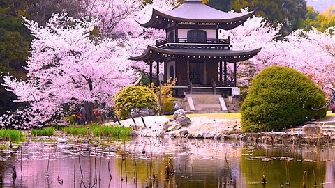 本当は教えたくない。京都屈指の桜の名所「勧修寺」