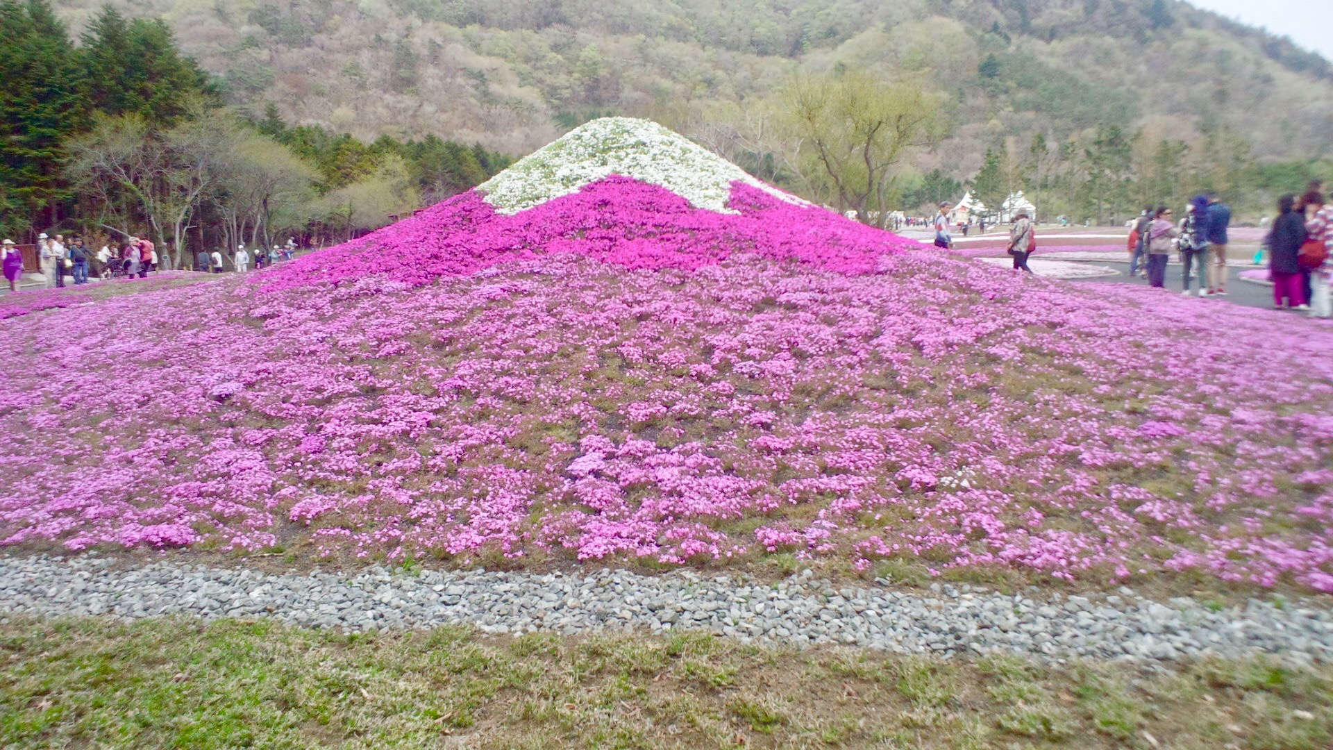 外国人が選ぶ 日本の美しい風景 にも 富士山麓がピンクに染まる芝桜まつり Trip Editor