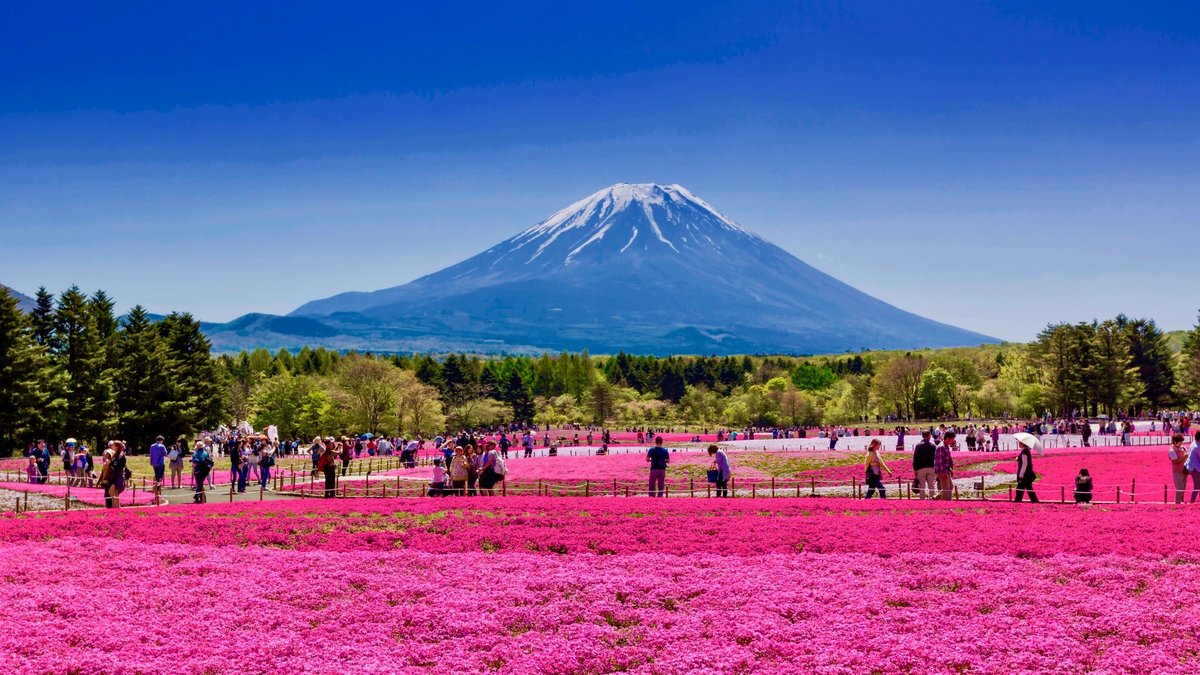 外国人が選ぶ「日本の美しい風景」にも。富士山麓がピンクに染まる芝桜