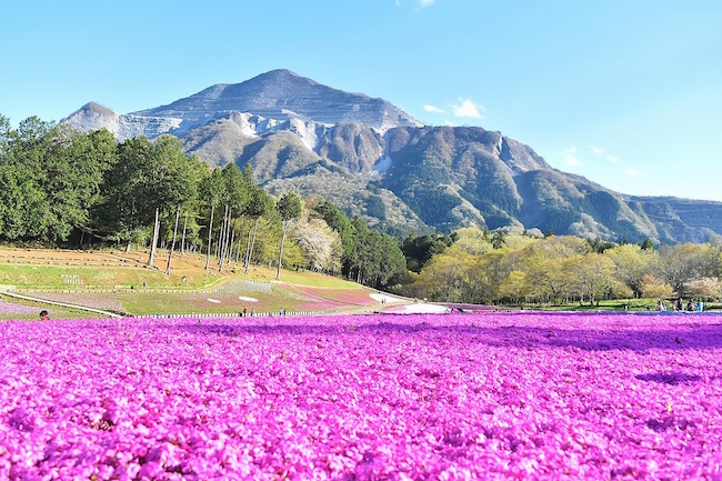 あの日見た花の名前は 埼玉 羊山公園の 芝桜 ですが いま見ごろです Trip Editor