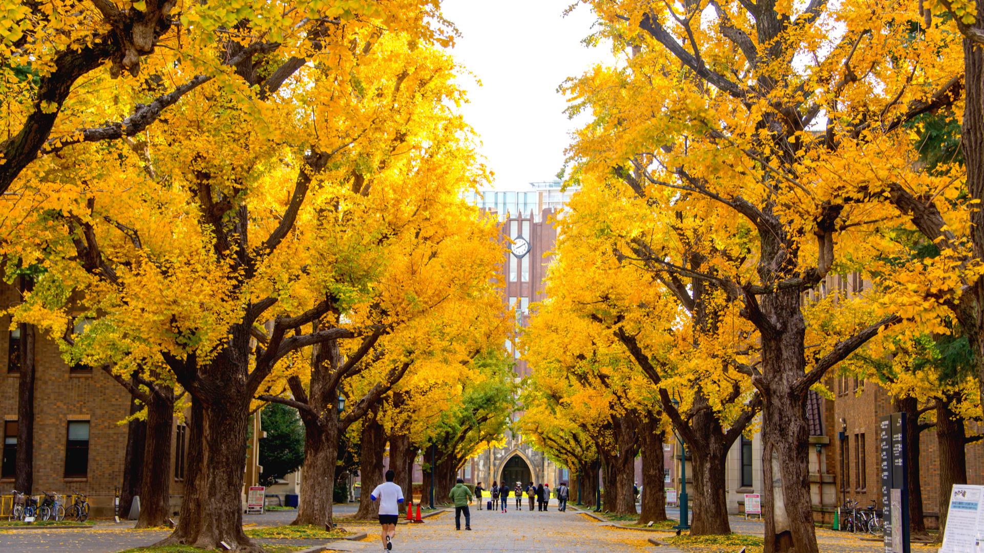 大学の紅葉はきれいだった……学生時代を思い出す秋のキャンパス散策