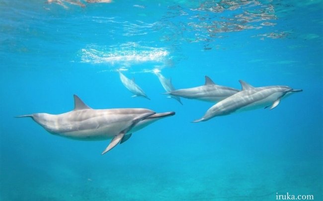 うみいるか ㅤㅤㅤㅤㅤㅤㅤㅤㅤㅤㅤㅤㅤ いよいよ明日となりました👏 「み