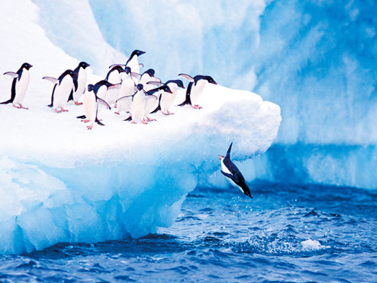 アザラシにペンギン、氷山が連なる絶景…いつか行きたい「南極」観光スポット - ページ 2 / 3 - TRiP EDiTOR
