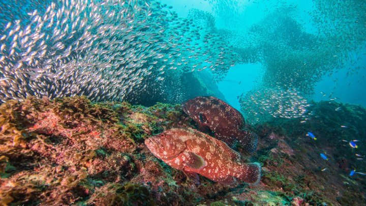 ♡特大　珊瑚礁♡ image0101-720x405.jpg