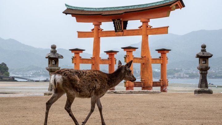 羽田発 出雲大社 厳島神社 2大パワースポットを巡る3日間 ご朱印帖付 Trip Editor