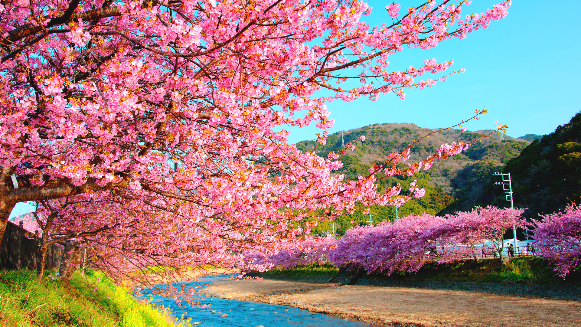 河津 桜 祭り 年 伊豆 河津桜まつり 開花状況 見頃は 見どころとアクセス情報も満載