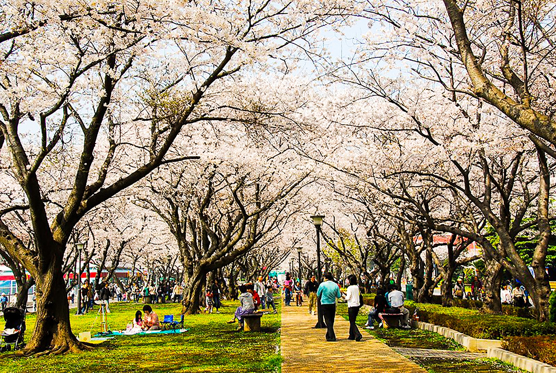 めずらしいお花見ができるかも よこすかスプリングフェスタ19 3 30開催 Trip Editor