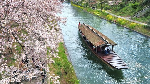 船上から見る優雅な桜観賞 京都のお花見クルーズ船【6選】