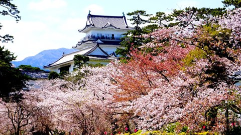 全国を知るドライバーが選んだ、関東エリアの「美しい桜」名所ランキング