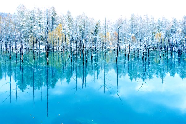 限りなく美しいブルー。北海道・美瑛「青い池」、その魅力とは - TRiP