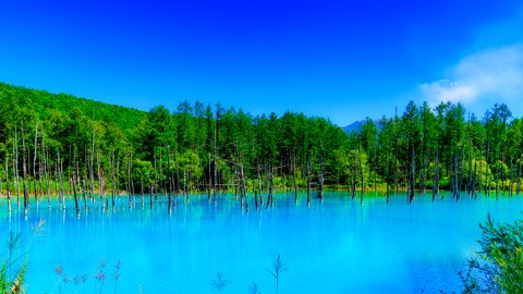 限りなく美しいブルー。北海道・美瑛「青い池」、その魅力とは