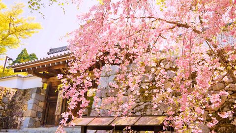 まだまだ桜を楽しめる！京都府内の遅咲き桜＆八重桜3選