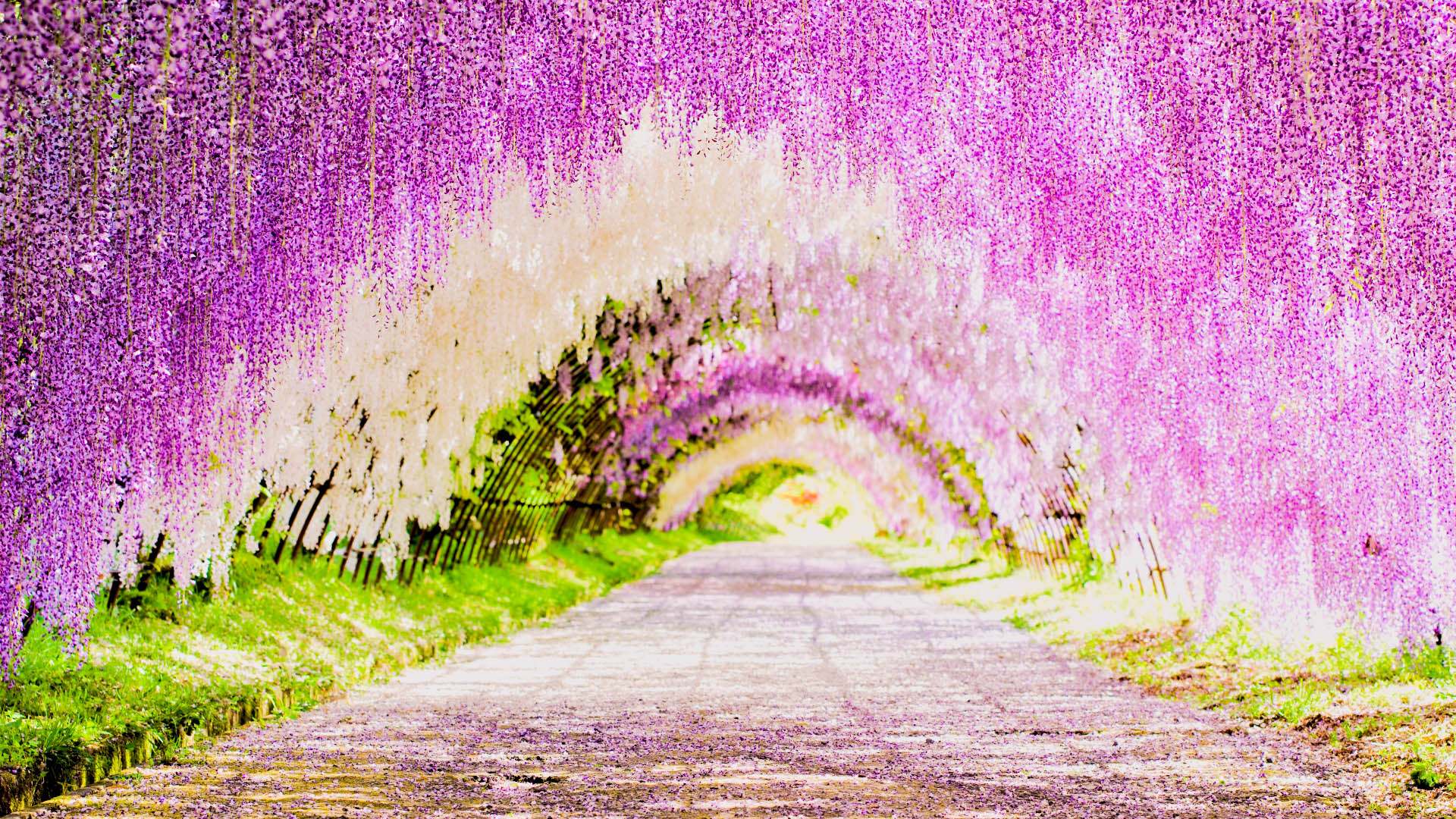 心震える癒しの世界 カラフルな日本国内 花の絶景 スポット10選 Trip Editor