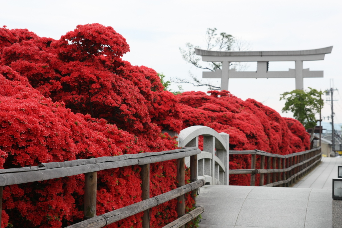 京都随一のキリシマツツジ 燃え上がるような深紅に染まる長岡天満宮へ Trip Editor