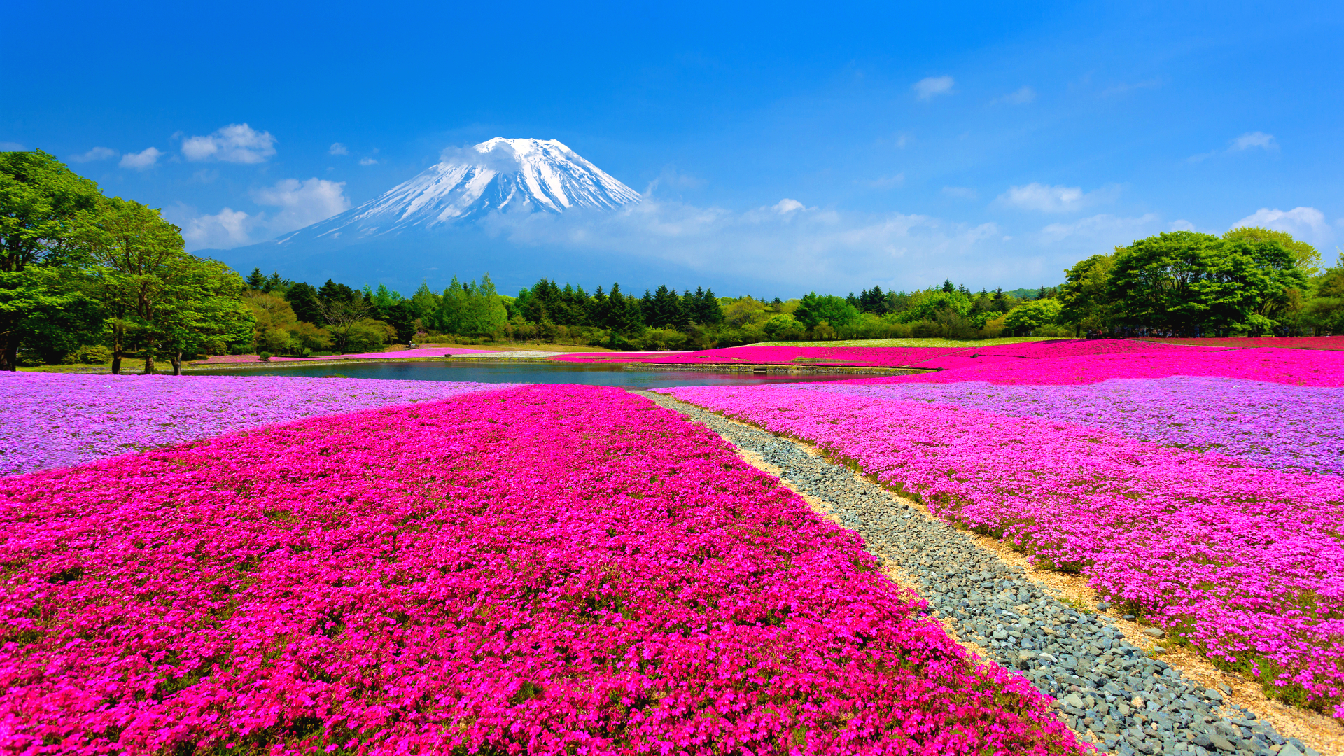富士山麓を ピンク色に染め上げる 山梨 富士芝桜まつり 19 Trip Editor